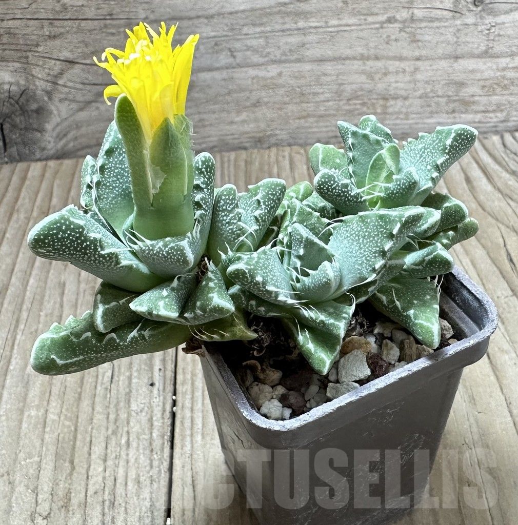 SHPR34527 Faucaria speciosa - Imagen 2