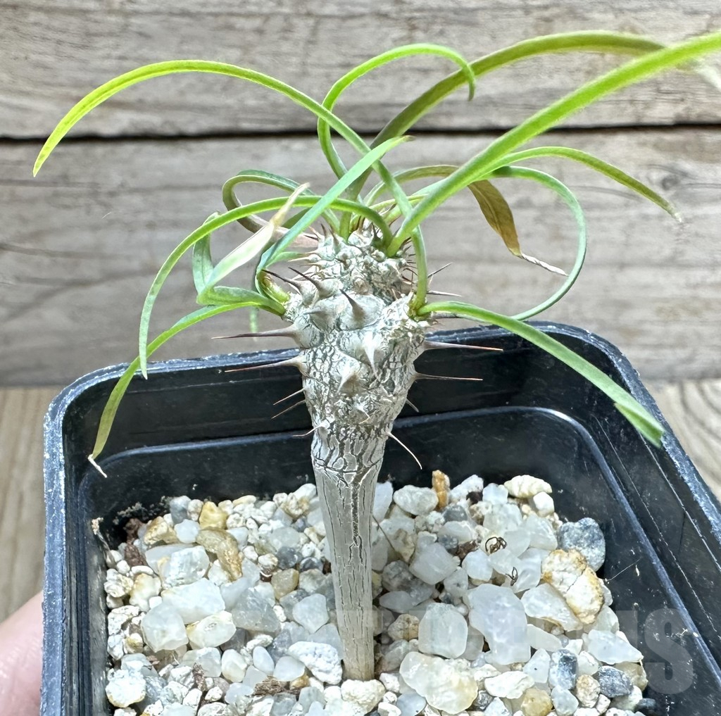 SHPR34530 Euphorbia gottlebei