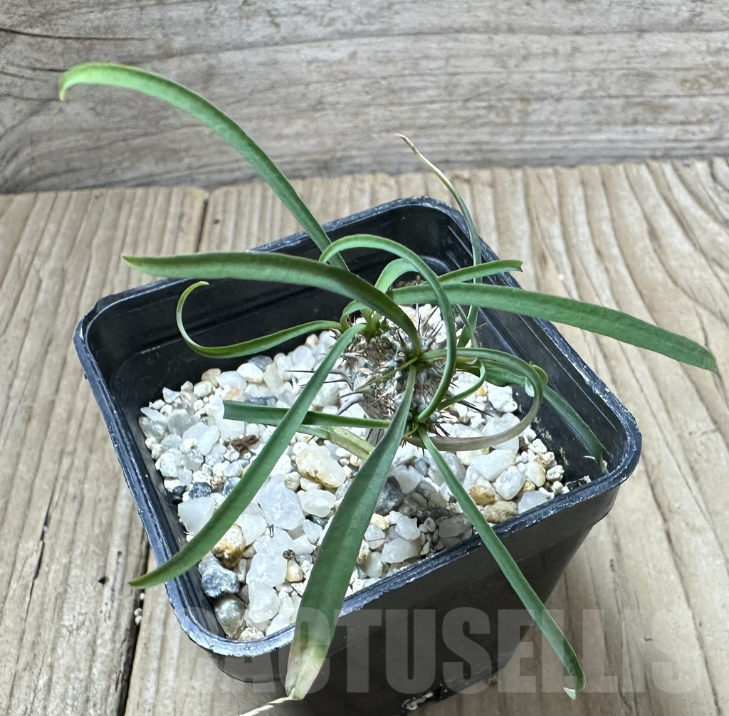 SHPR34530 Euphorbia gottlebei - immagine 2