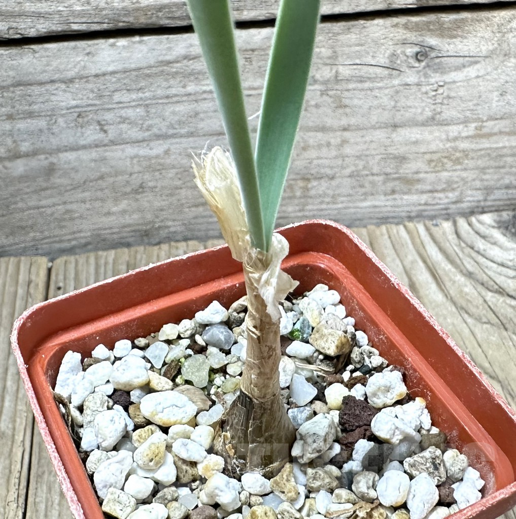 SHPR34531 Boophone disticha