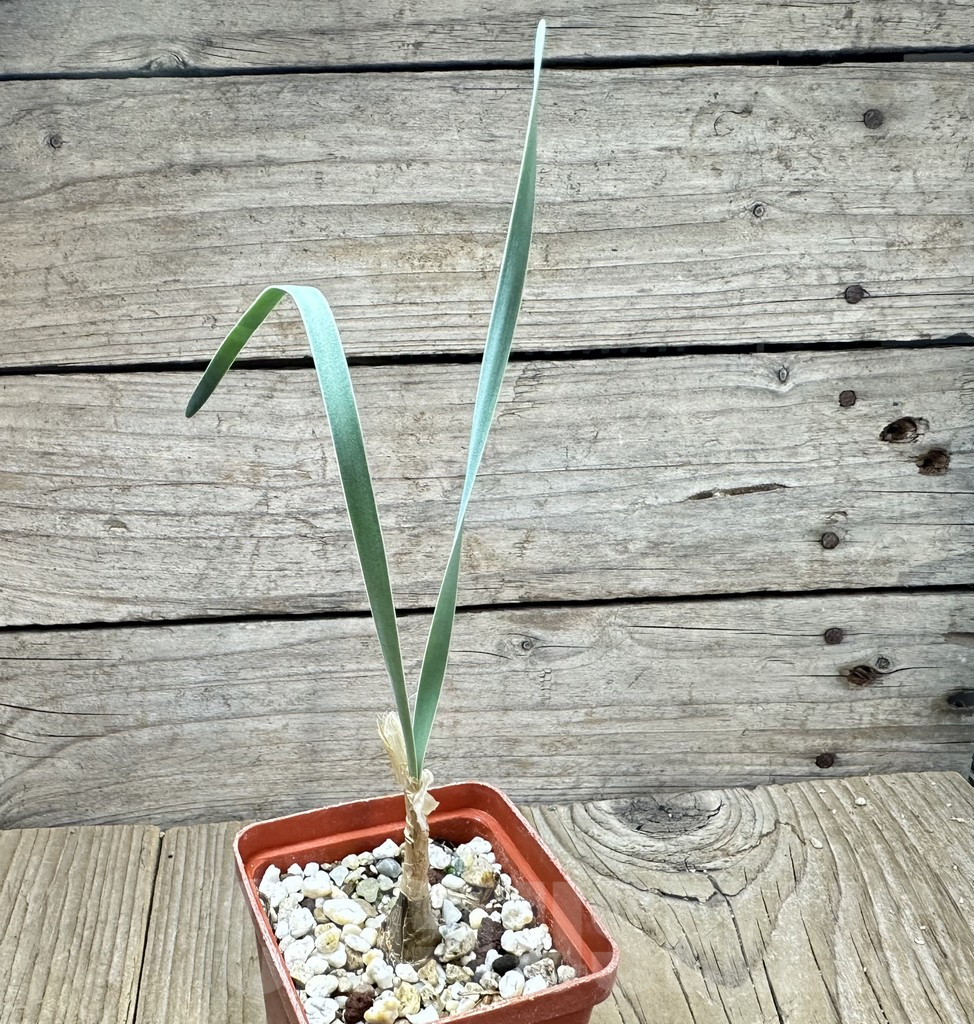 SHPR34531 Boophone disticha - immagine 2