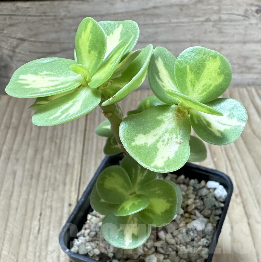 SHPR34532 Portulaca molokiniensis f. variegata