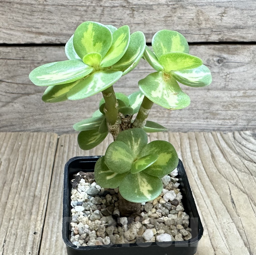 SHPR34532 Portulaca molokiniensis f. variegata – Bild 2