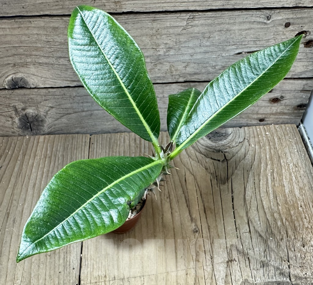 SHPR34533 Pachypodium baronii - Image 2