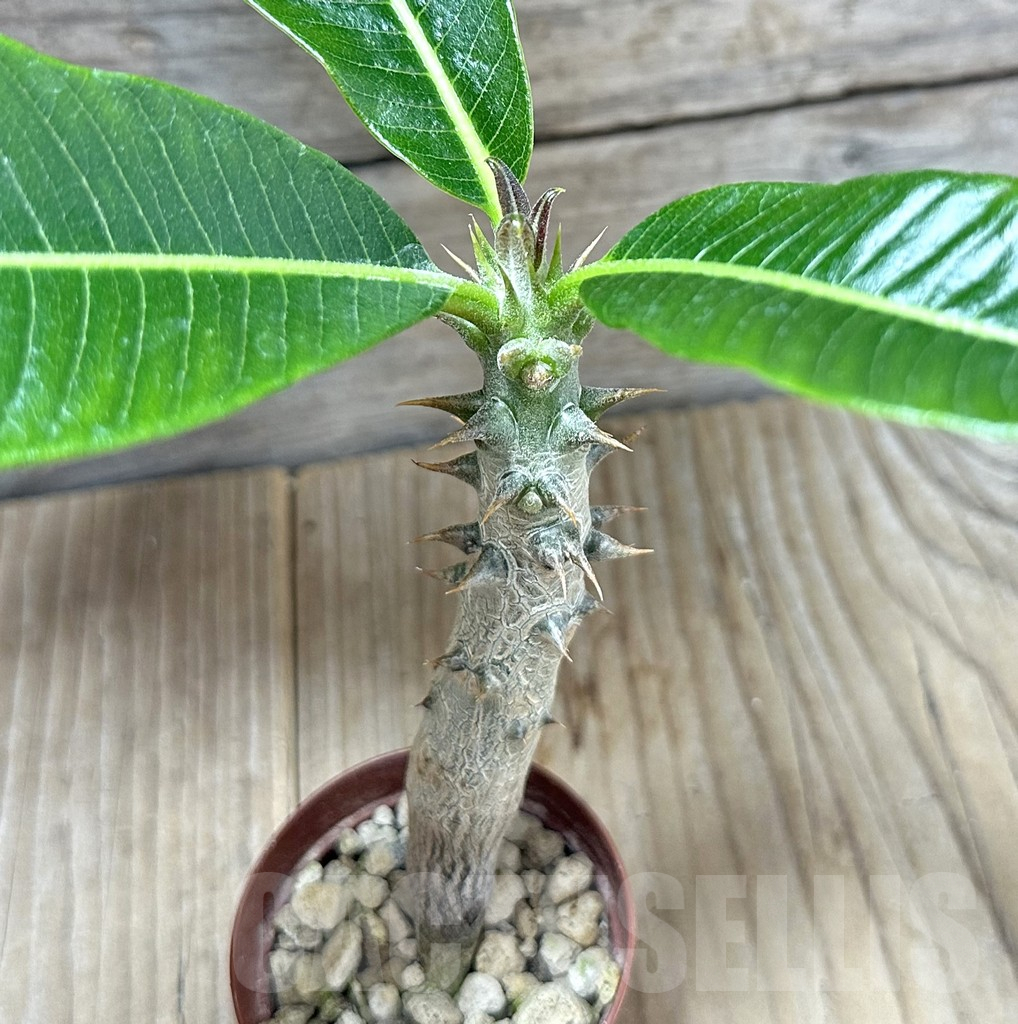 SHPR34533 Pachypodium baronii