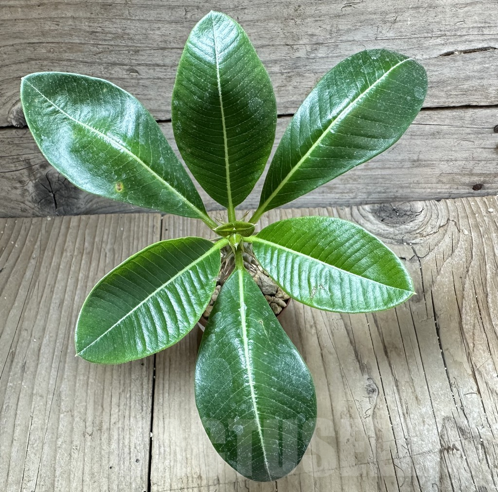 SHPR34534 Pachypodium baronii - Image 2