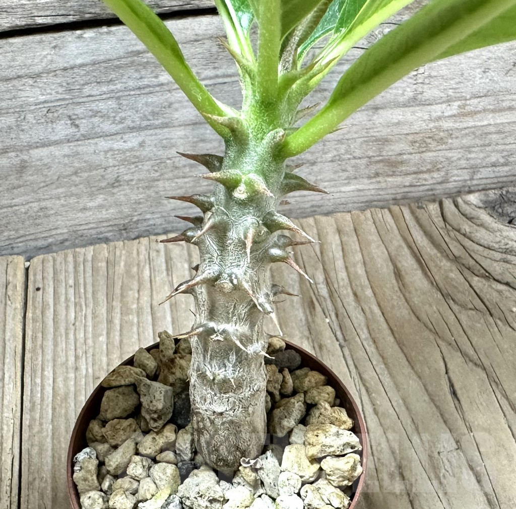 SHPR34534 Pachypodium baronii - Image 3