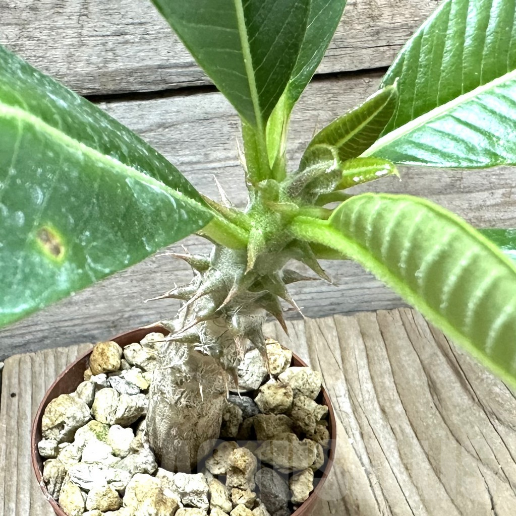 SHPR34534 Pachypodium baronii