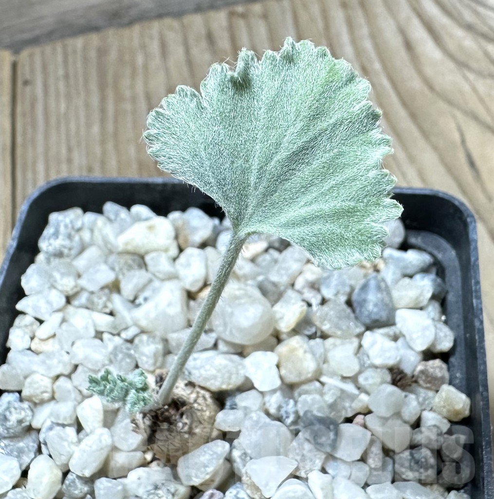 SHPR34535 Pelargonium crassicaule -Luederitz-