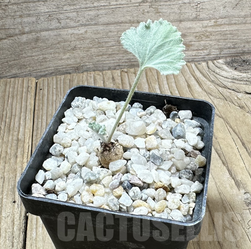 SHPR34535 Pelargonium crassicaule -Luederitz- - Image 2