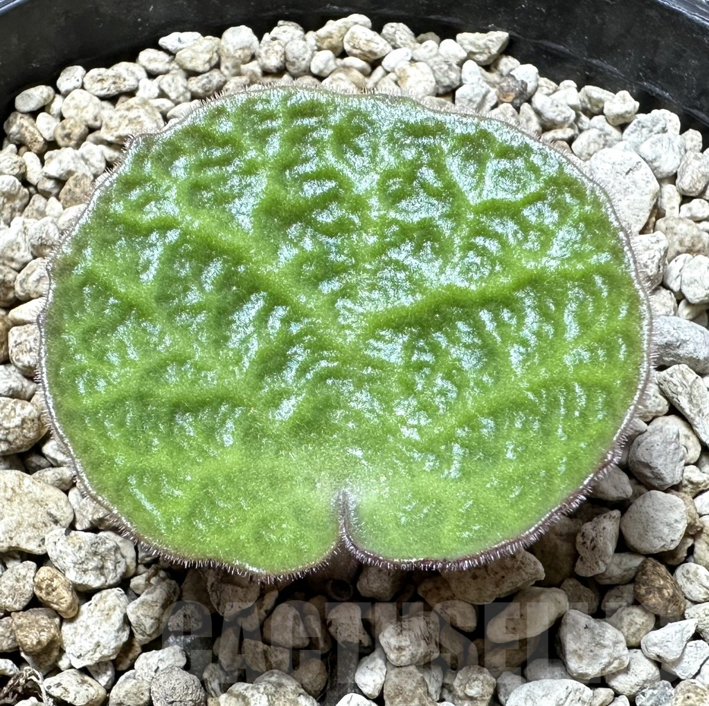 SHPR34536 Tylecodon singularis