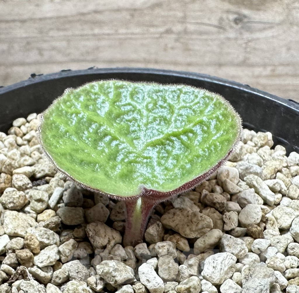 SHPR34536 Tylecodon singularis - Image 2