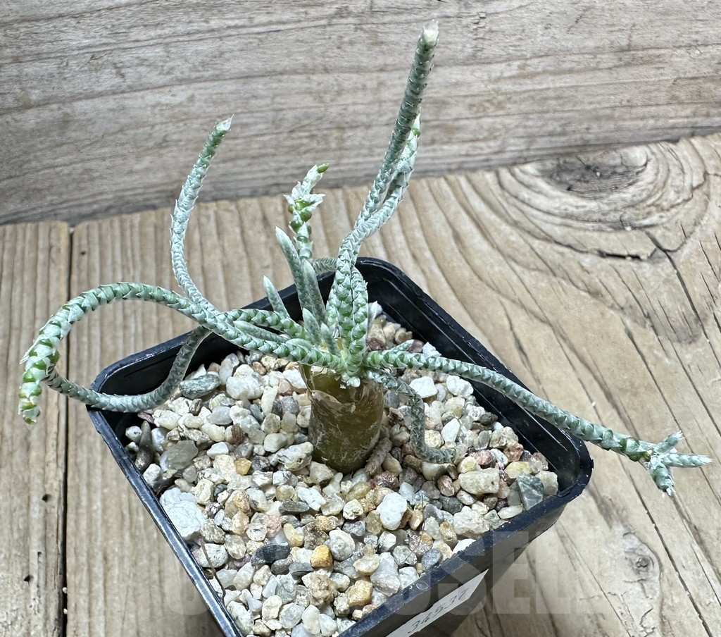 SHPR34537 Avonia quinaria - Imagen 2