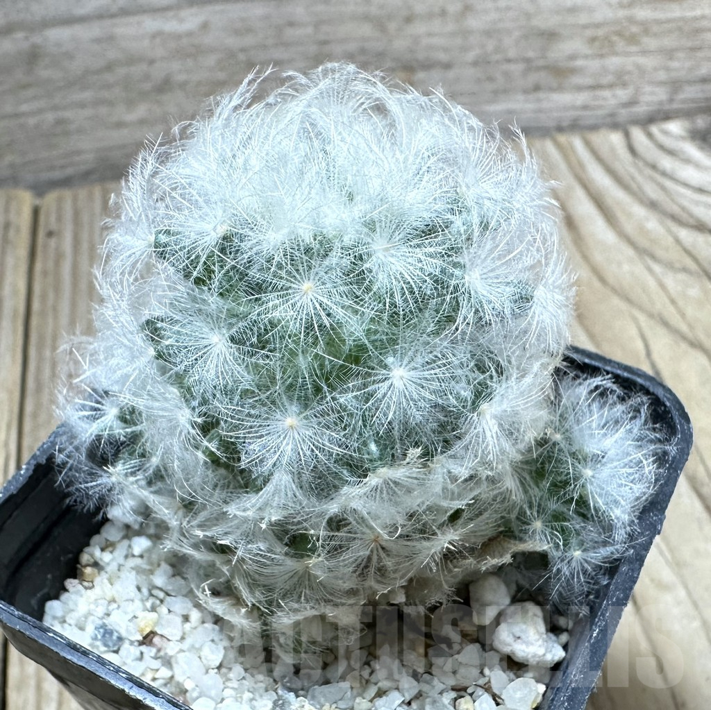 SHPR34538 Mammillaria plumosa