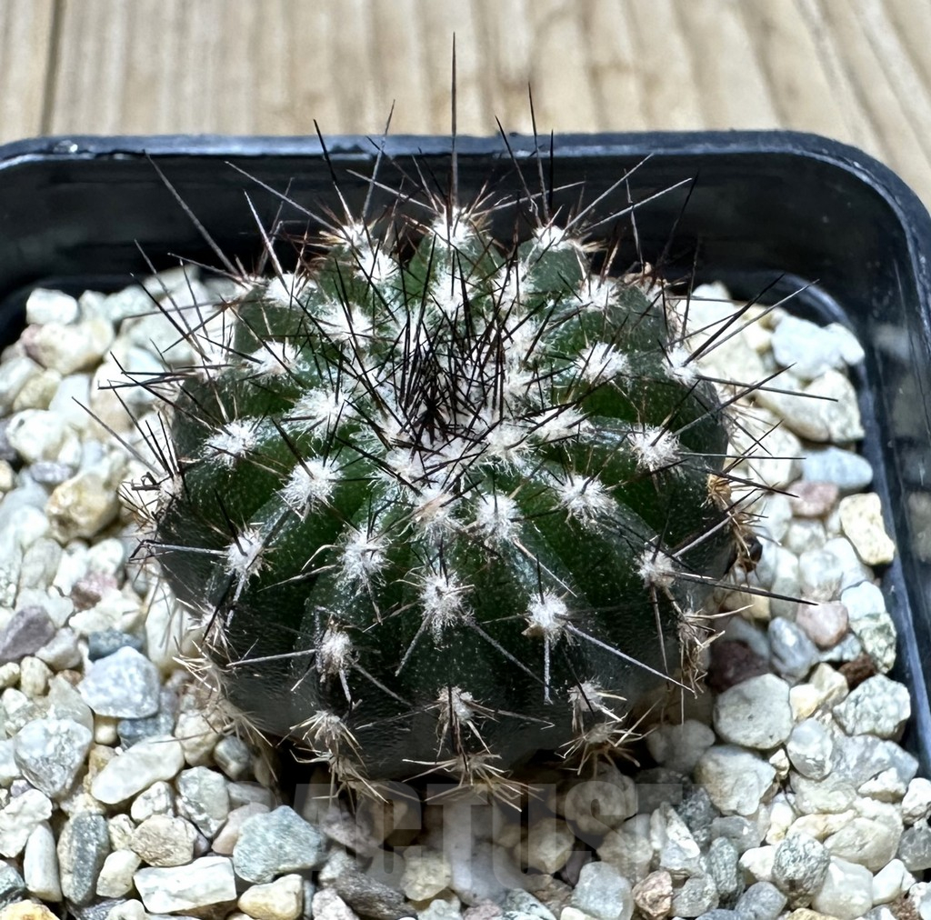 SHPR34539 Uebelmannia pectinifera own roots, seedling