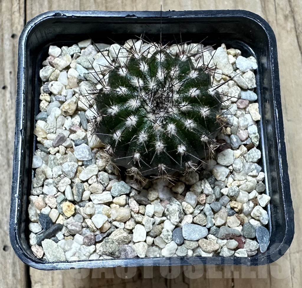 SHPR34539 Uebelmannia pectinifera own roots, seedling - 画像 (2)