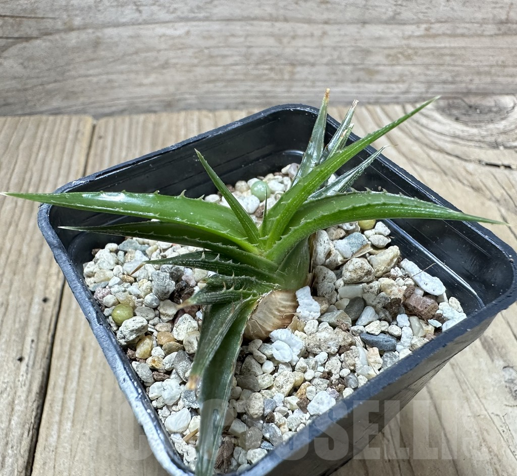 SHPR34540 Dyckia ‘Smile’ - 画像 (2)