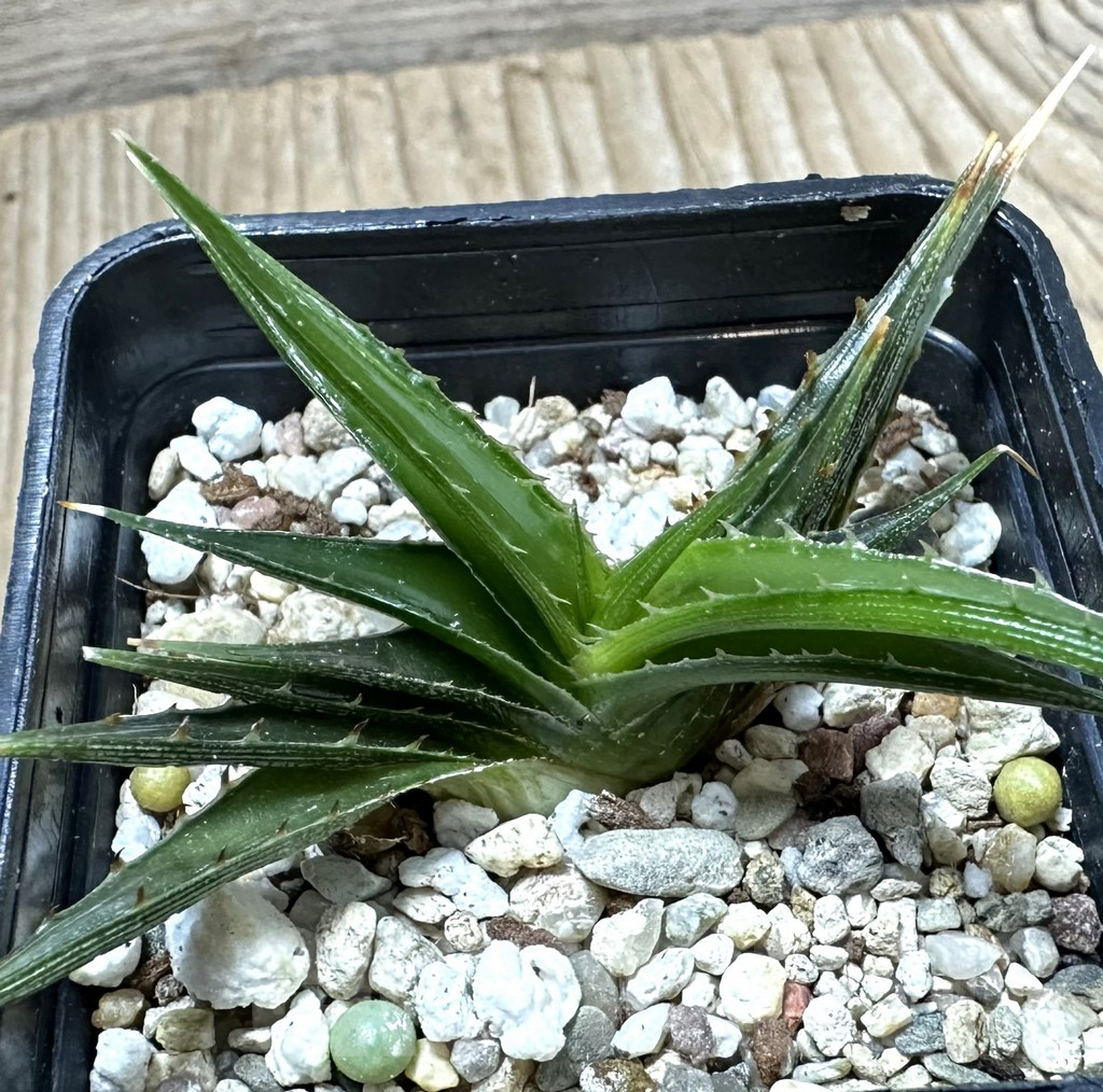 SHPR34540 Dyckia ‘Smile’