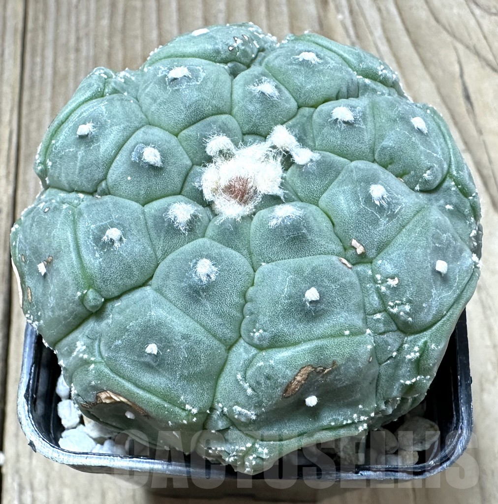 SHPR34541 Astrophytum asterias ‘Kikko’