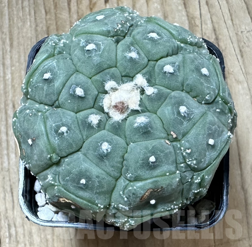 SHPR34541 Astrophytum asterias ‘Kikko’ - Зображення 2