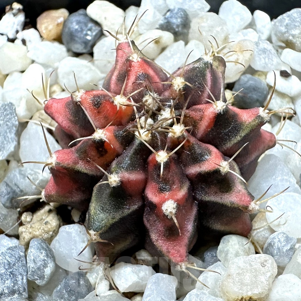 SHPR34549 Gymnocalycium mihanovichii f. variegata