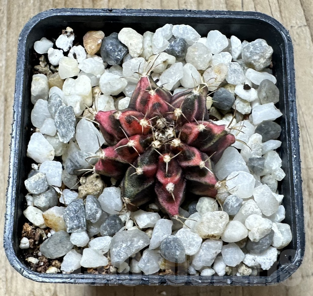 SHPR34549 Gymnocalycium mihanovichii f. variegata - Imagen 2