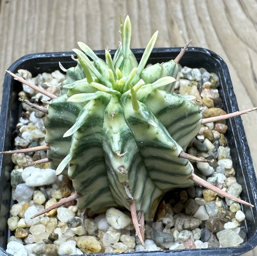 SHPR34555 Euphorbia meloformis f. variegata