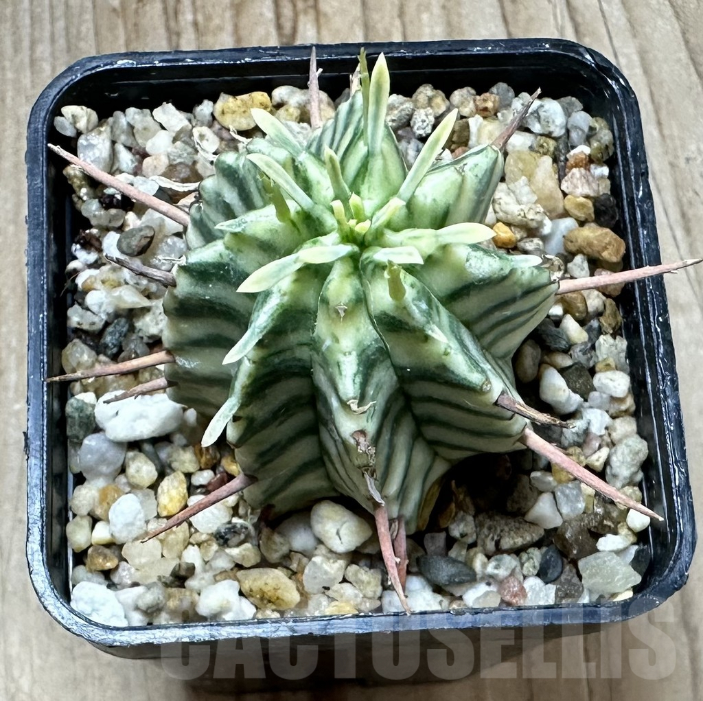 SHPR34555 Euphorbia meloformis f. variegata - immagine 2