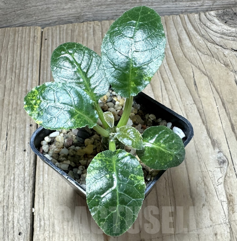 SHPR34557 Dorstenia foetida f. variegata - Image 2