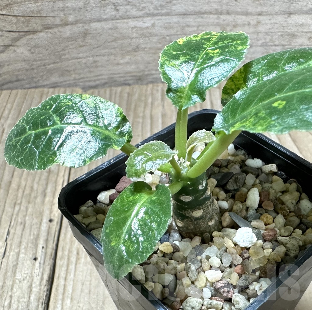 SHPR34557 Dorstenia foetida f. variegata