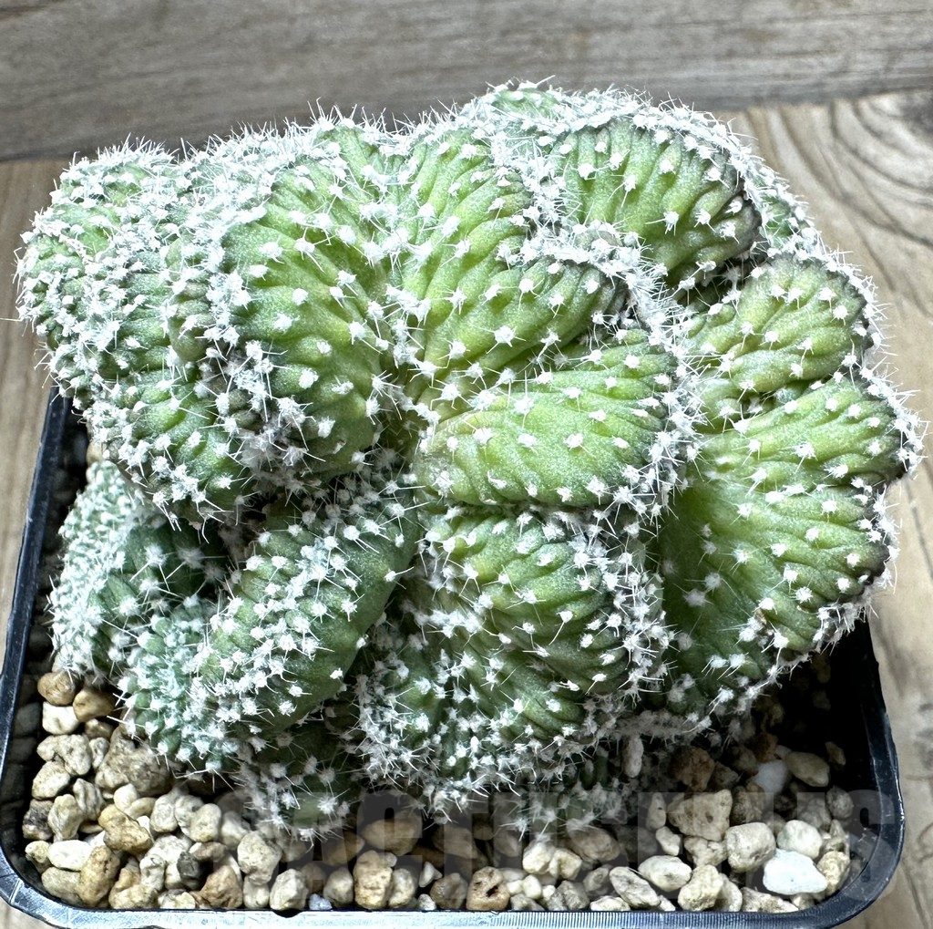 SHPR34559 Echinopsis subdenudata f. cristata