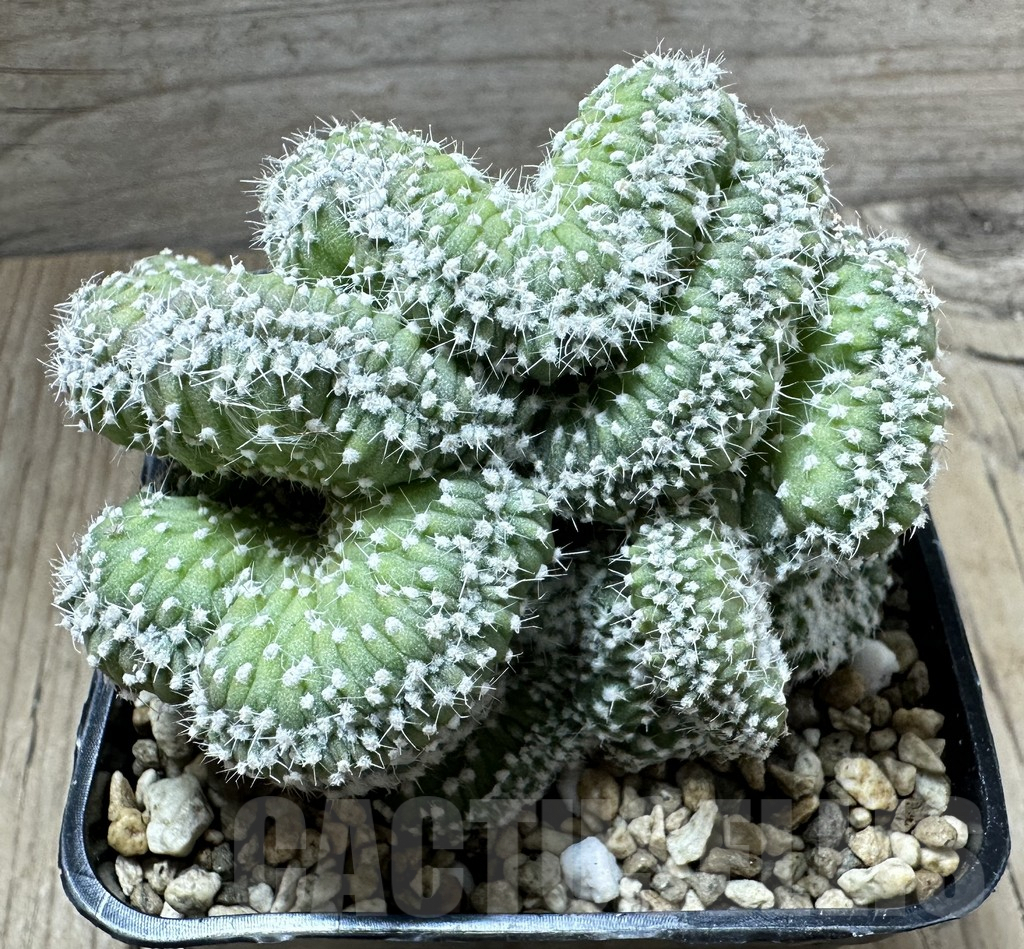 SHPR34559 Echinopsis subdenudata f. cristata - Image 2