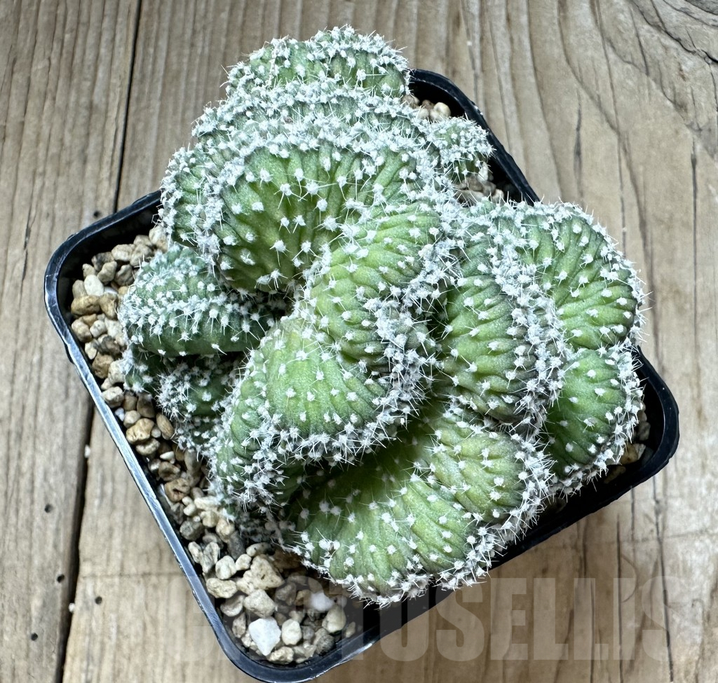 SHPR34559 Echinopsis subdenudata f. cristata - Image 3