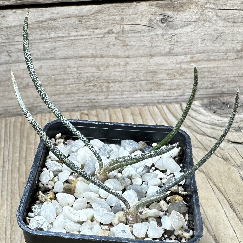 SHPR34560 Astrophytum caput-medusae, 2 plants