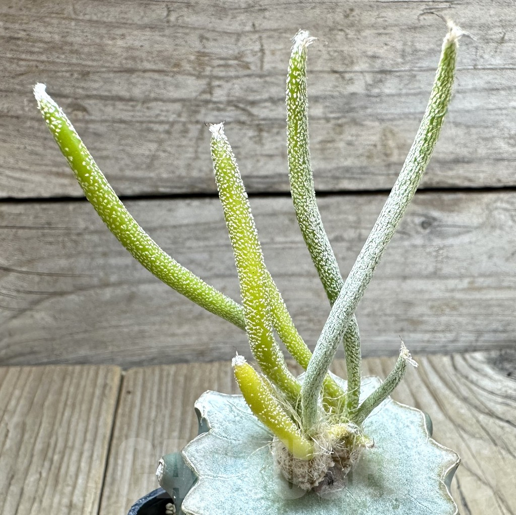 SHPR34561 Astrophytum digitostigma caput-medusae f. variegata, grafted