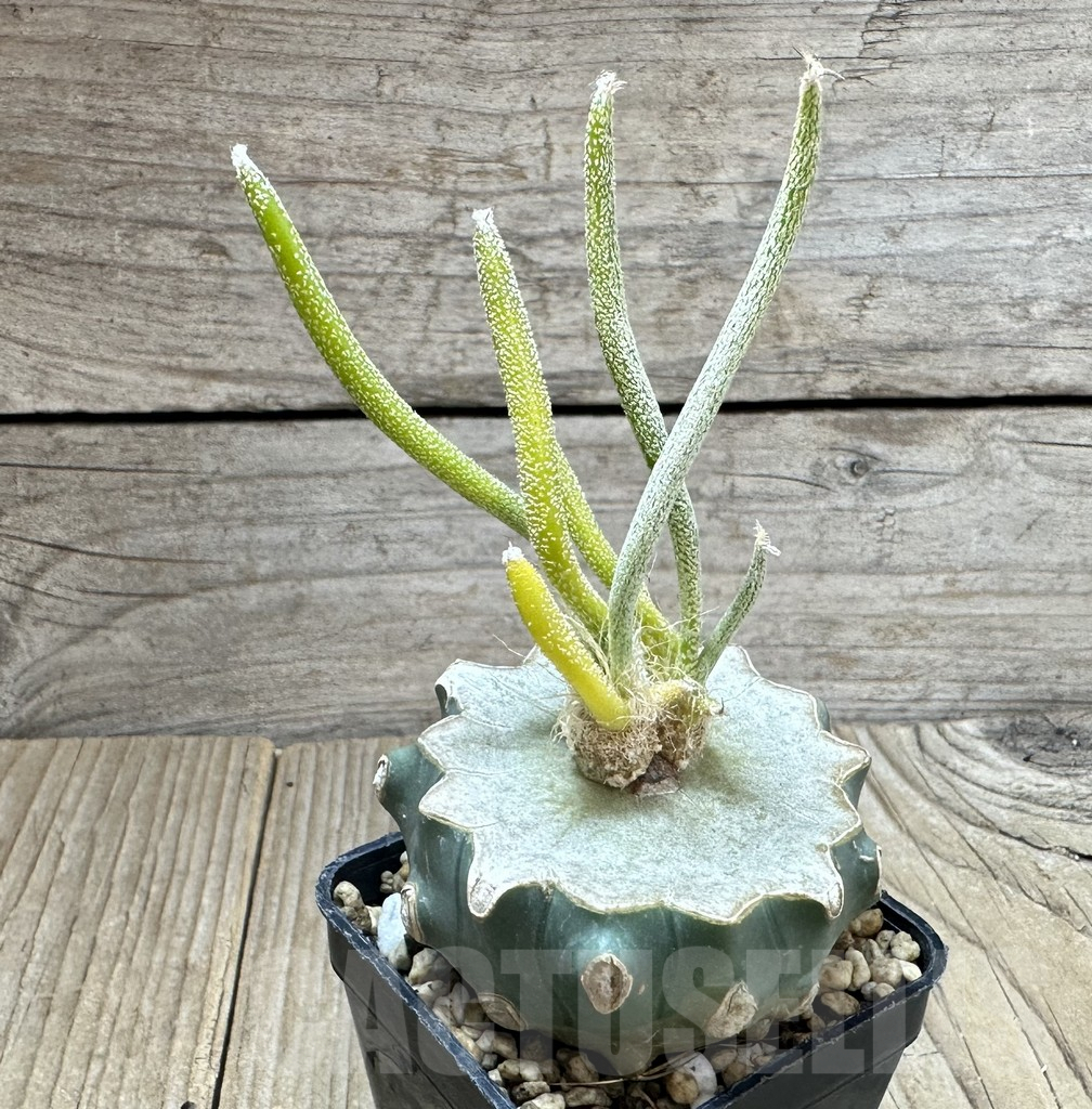 SHPR34561 Astrophytum digitostigma caput-medusae f. variegata, grafted - Image 2