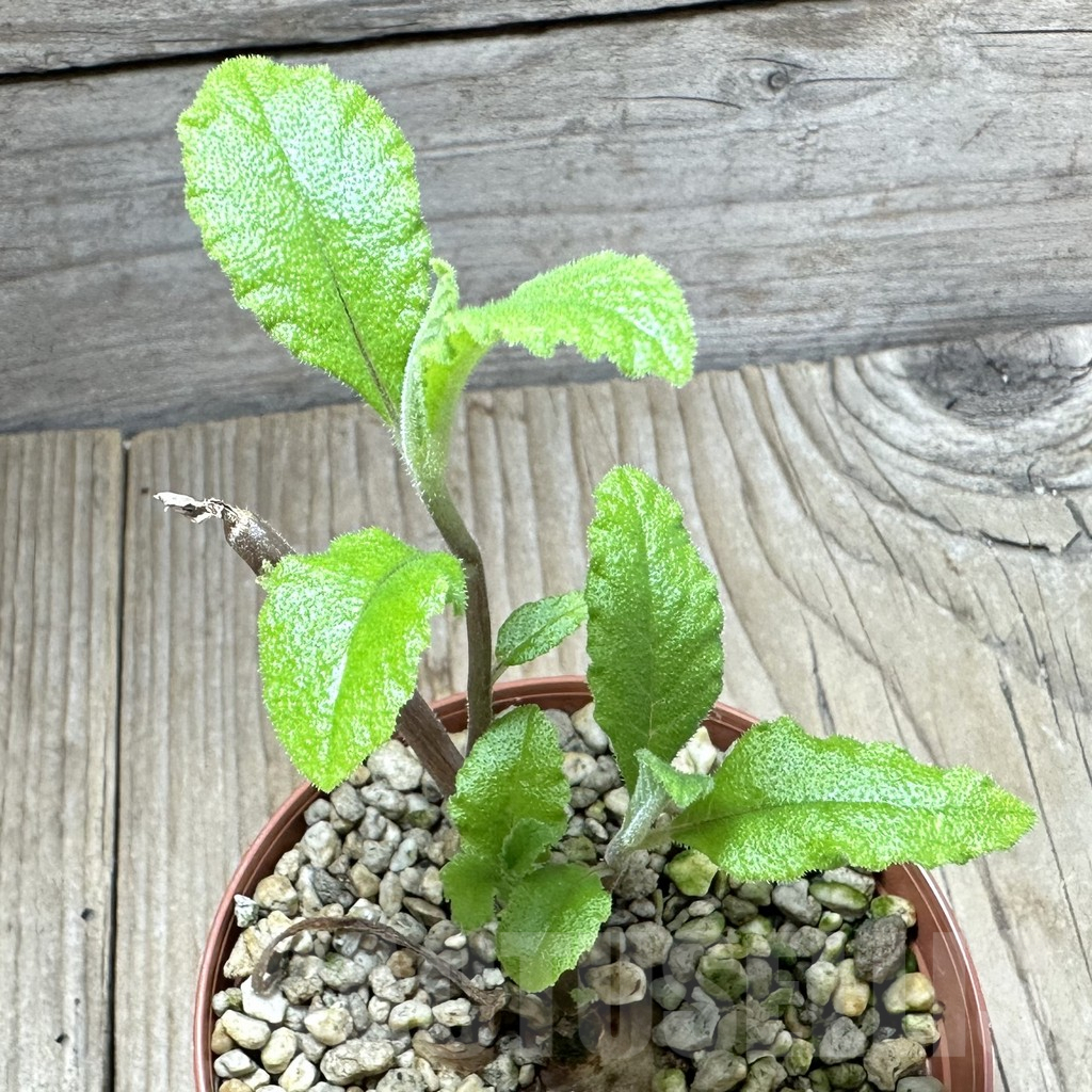 SHPR34564 Dorstenia benguellensis D3/6321