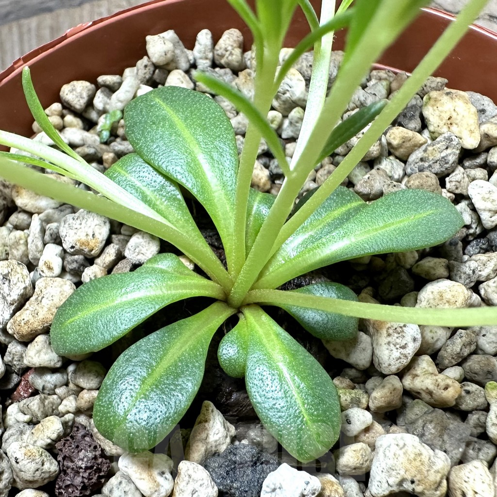 SHPR34565 Aeollanthus aff. subacaulis v. linearis