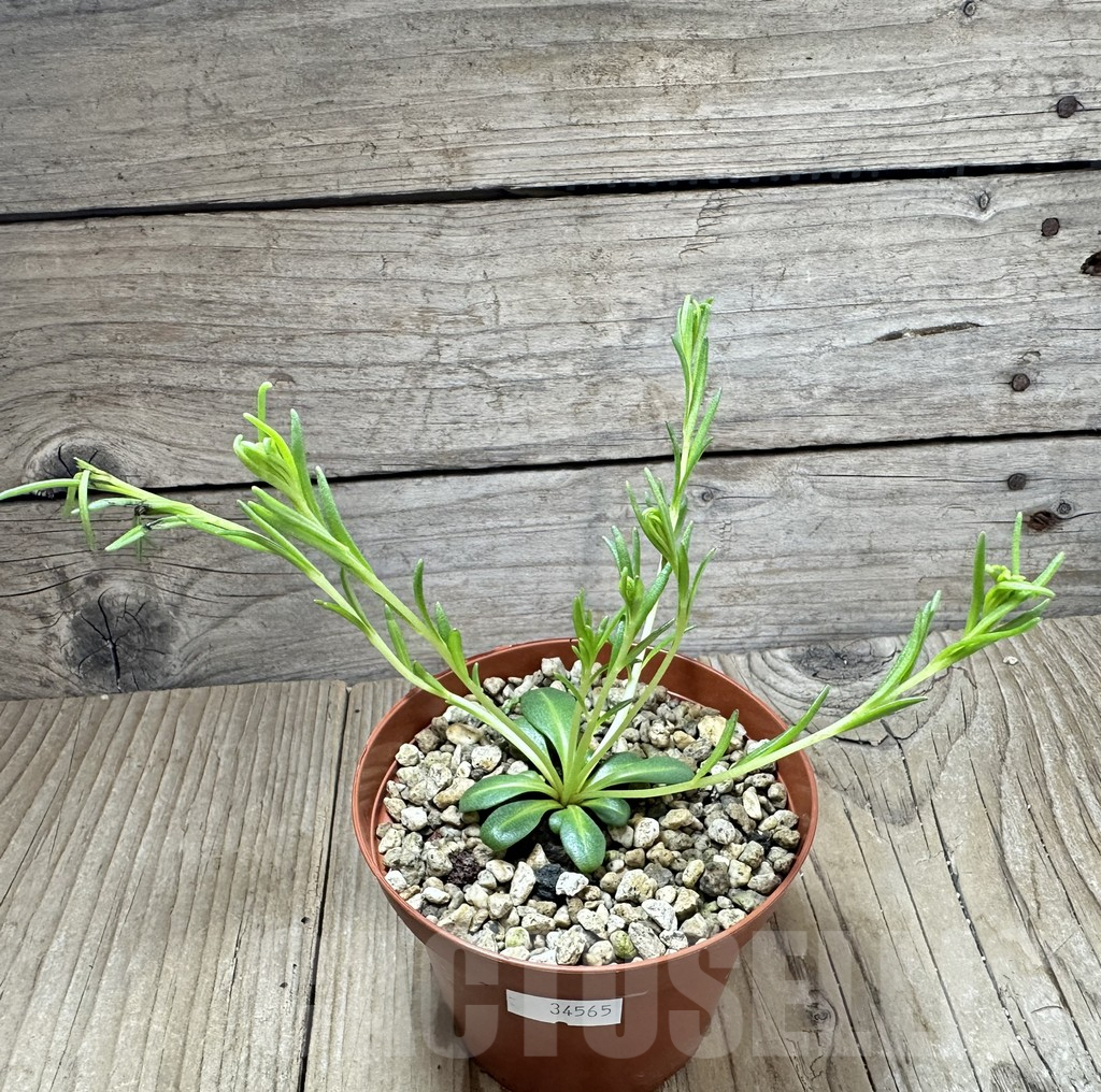 SHPR34565 Aeollanthus aff. subacaulis v. linearis - Imagen 2