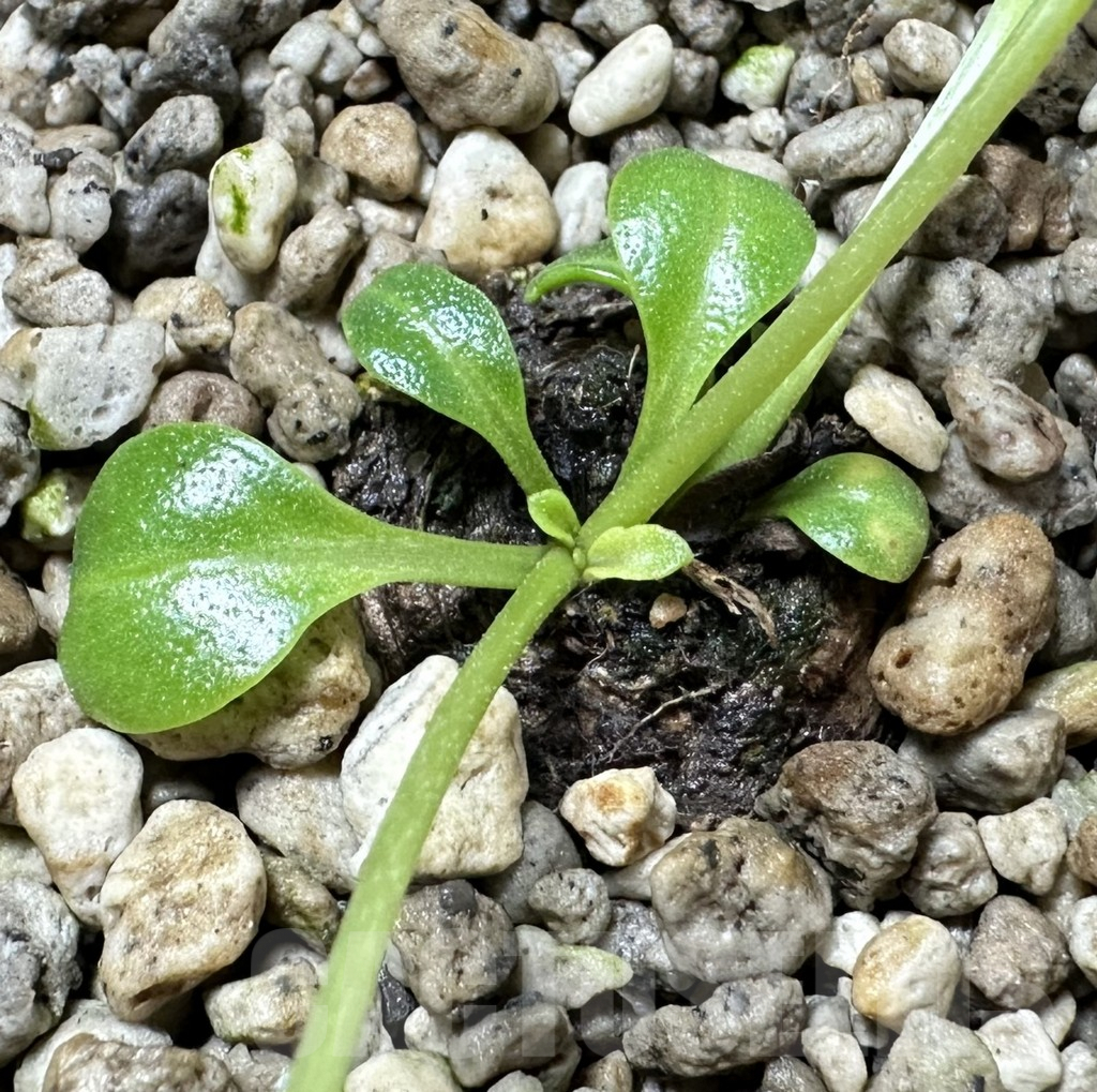 SHPR34566 Aeollanthus aff. subacaulis v. linearis