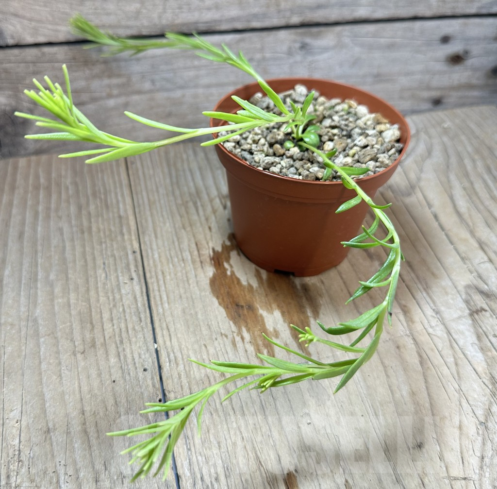 SHPR34566 Aeollanthus aff. subacaulis v. linearis - Image 2