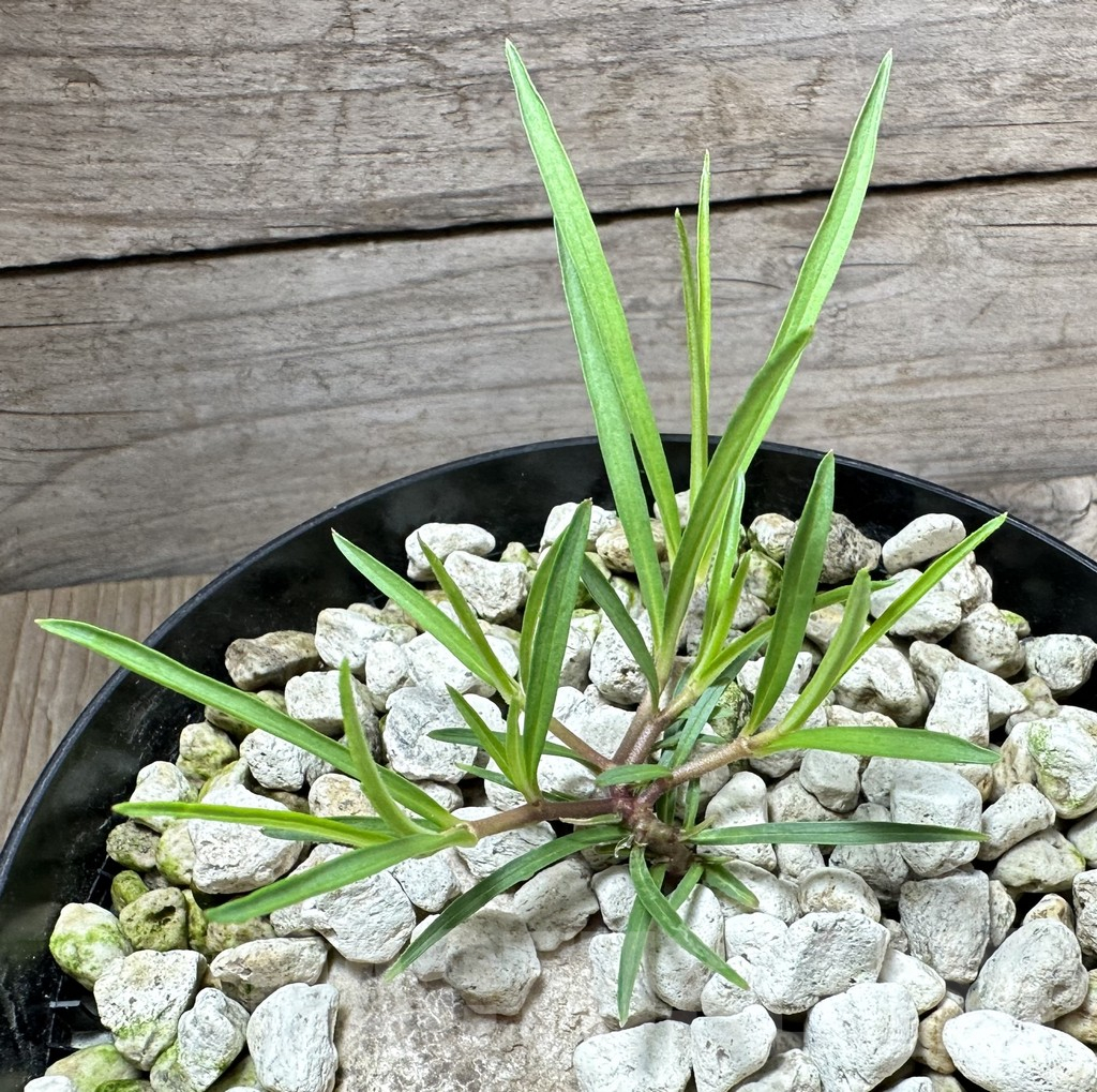 SHPR34567 Brachystelma plocamoides ES 22872 - Image 2