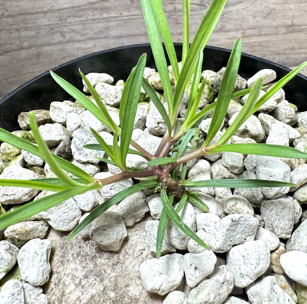 SHPR34567 Brachystelma plocamoides ES 22872