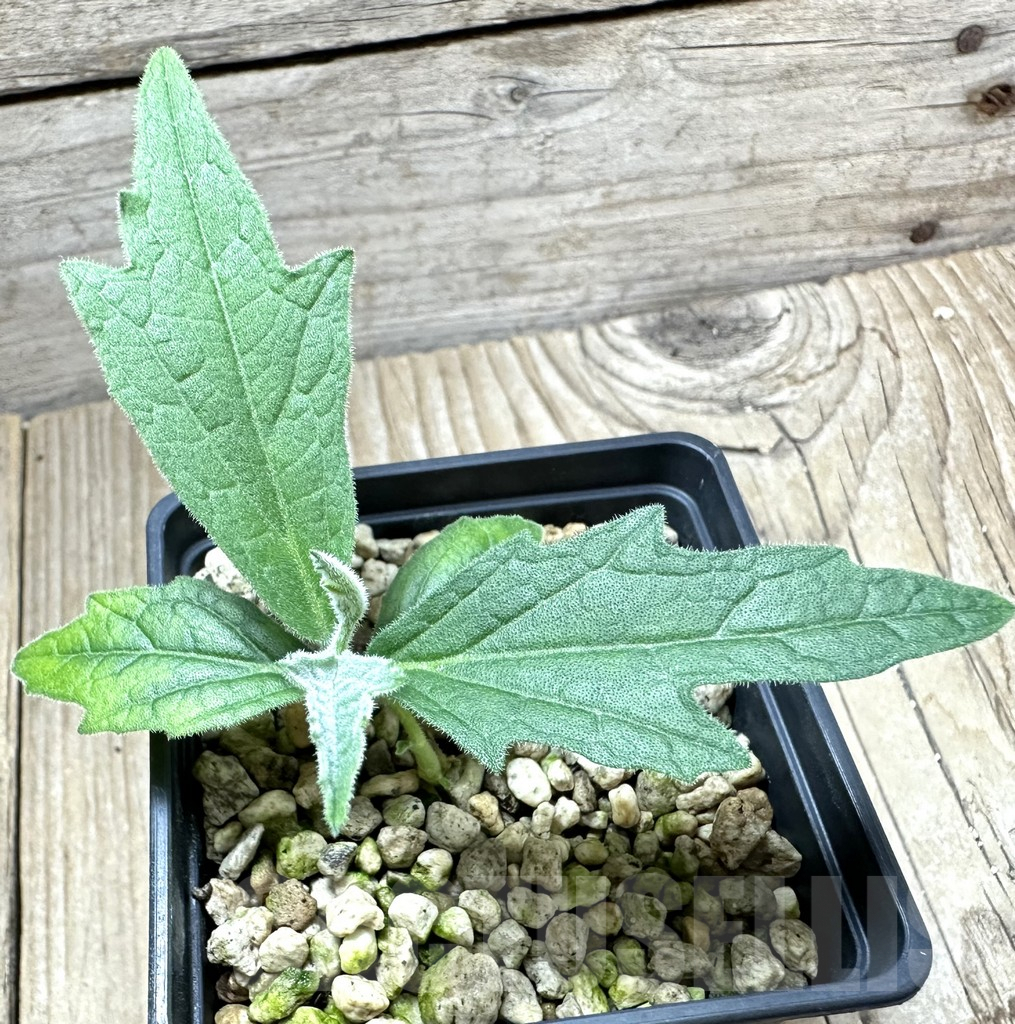 SHPR34569 Trochomeria polymorpha ES 22332