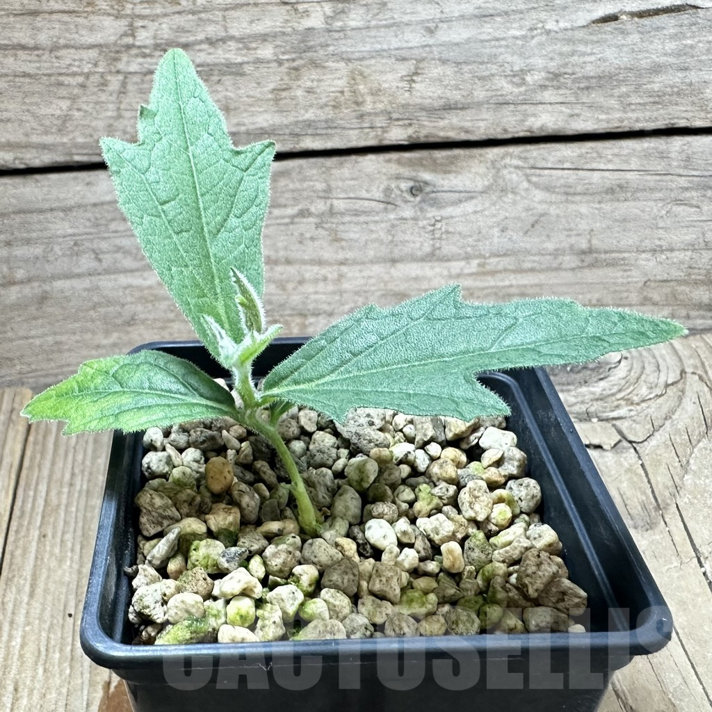 SHPR34569 Trochomeria polymorpha ES 22332 - Image 2