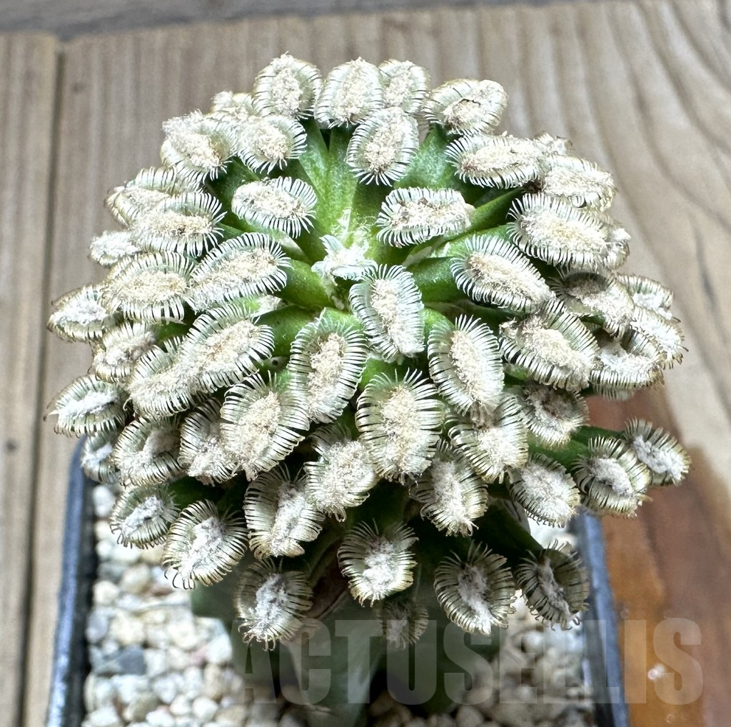 SHPR34571 Mammillaria bertholdii, grafted