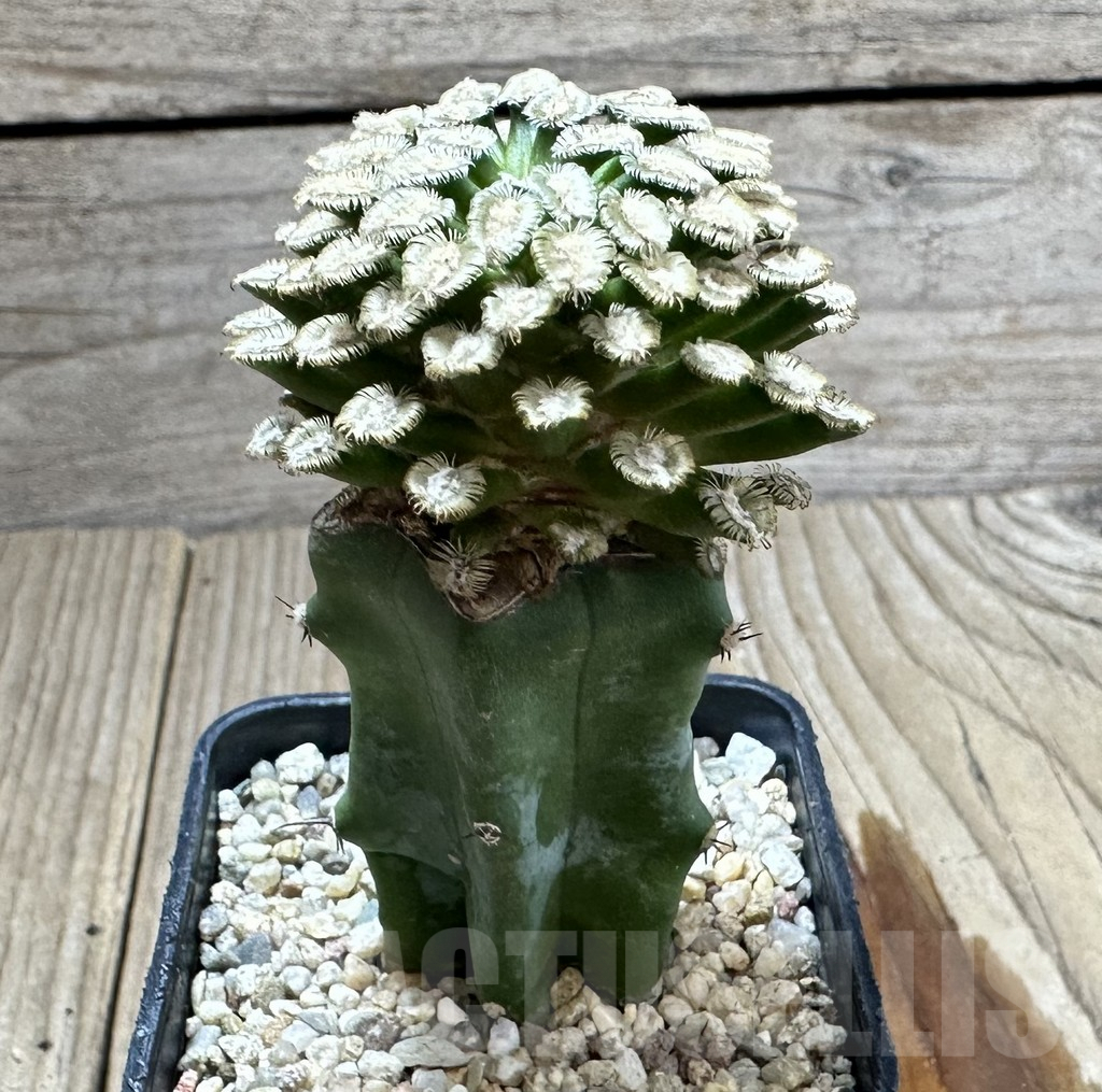 SHPR34571 Mammillaria bertholdii, grafted - immagine 2