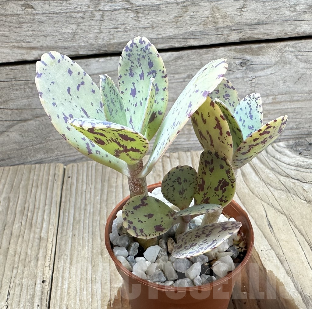 SHPR34572 Kalanchoe marmorata - immagine 2
