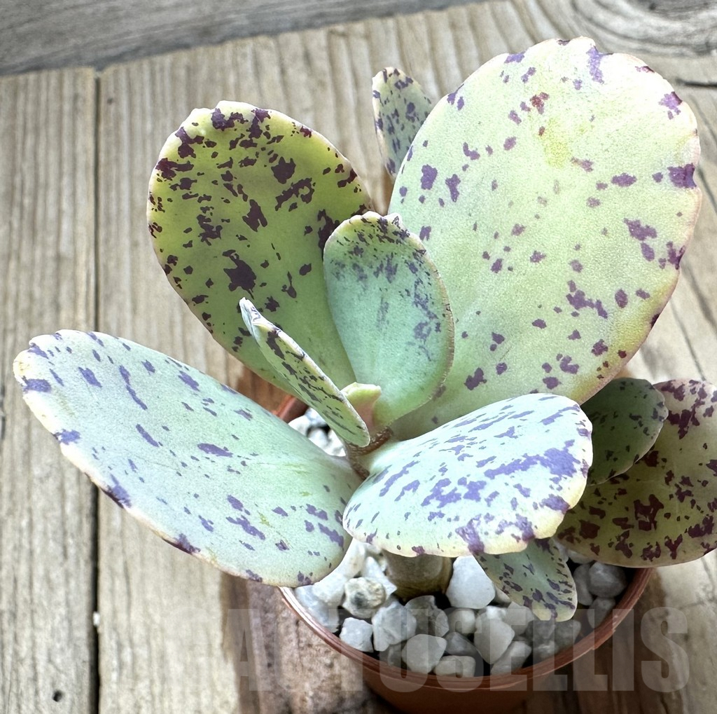 SHPR34572 Kalanchoe marmorata