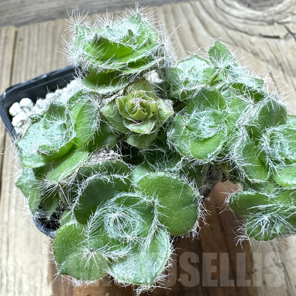 SHPR34573 Crassula barbata